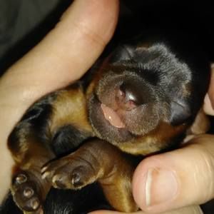 Meet your Posher, Susan